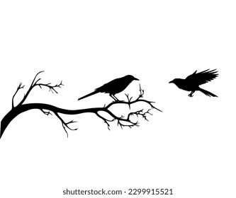 Raven birds on branch, vector. Raven birds on branch in autumn, illustration isolated on white background. Black and white art design.