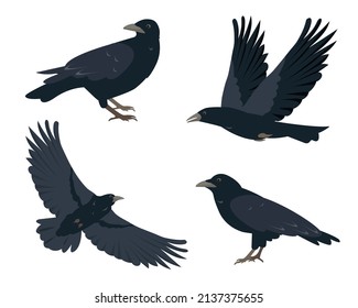 Raven birds set. Black ravens in different poses isolated on white background. Vector icon illustration for Nature and wildlife, birdwatching and ornithology design.