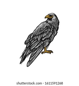raven, common raven, black birds, crown vector detailling