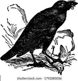 Raven, Corvus corax species, is a large bird of the crow family with arched bill and shorter wings. Marlowe calls it the 'sad presageful raven.' and Shakespeare repeatedly refers to the belief.