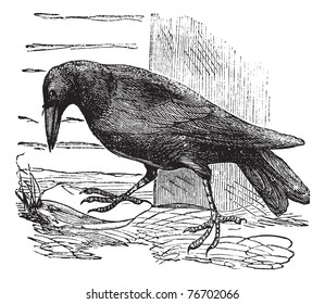 Raven or Corvus sp., vintage engraving. Old engraved illustration of a Raven. Trousset Encyclopedia