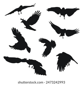 Raven, crow, corvus flight. Hover, soaring, landing, flying, flutter. Carrion crows in flight open wings