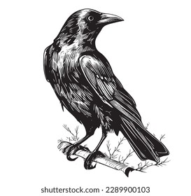 Raven crow hand drawn sketch illustration Birds