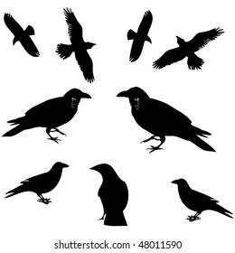 Raven, crow and other bird silhouette vector