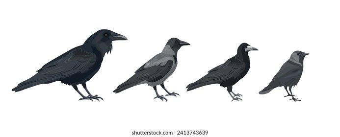 Rápidos, cuervos, rook y jackdaw arreglados en fila. Conjunto de aves de la familia de los cuervos clasificados por tamaño. Aves de la ciudad y del jardín. Ilustración vectorial aislada en un fondo blanco en un estilo realista