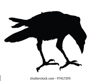 Raven detailed silhouette