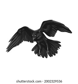 Raven drawing high quality vector