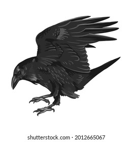 Raven drawing high quality vector illustration.Flying raven.Halloween crow design