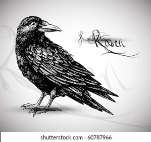 Raven drawing high quality vector