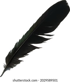 raven feather on white background vector