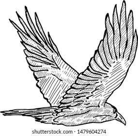 A raven in flight. Hand drawn vector illustration. 