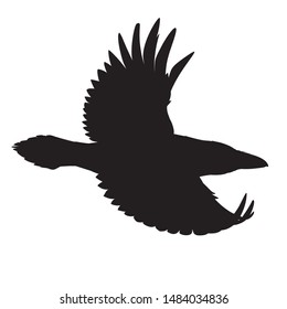 Raven flying. Stencil. Monochrome vector illustration of black silhouette of smart bird Corvus Corax isolated on white background. Element for your design, print, decoration.