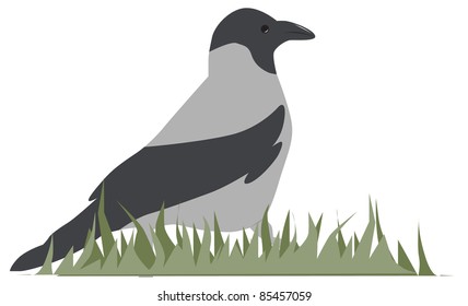 a raven goes on a grass
