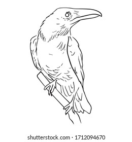 raven graphic design vector illustration, art sketch sketch, bird sign, hand draw, use in print, icon, logo, sly raven, flight, vintage