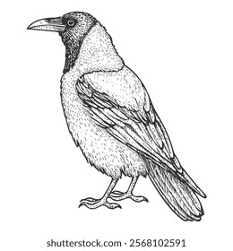 Raven Hand-Drawn Vector, Graphic Style, Cartoon Illustration, Black and White, Sketch Style, Isolated on White Background