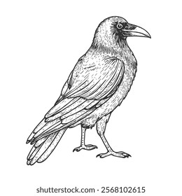 Raven Hand-Drawn Vector, Graphic Style, Cartoon Illustration, Black and White, Sketch Style, Isolated on White Background