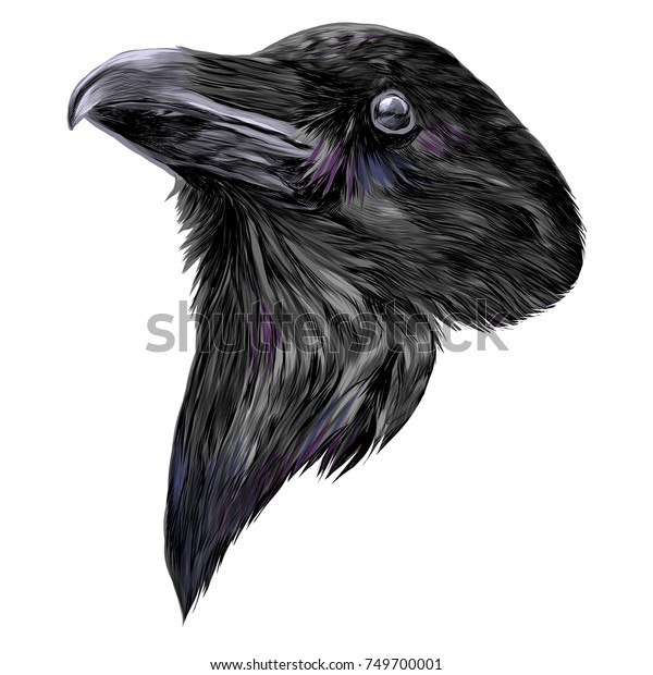 Raven Head Sketch Vector Graphics Color Stock Vector (Royalty Free