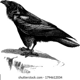 Raven ist ein schwer kalkulierter dunkler Passant, größer als Krähen in der Familie Corvidae., Vintage-Linie Zeichnung oder Gravitation Illustration. 