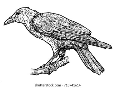 Raven illustration, drawing, engraving, ink, line art, vector