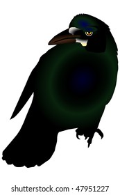 raven, isolated color silhouette on the white background