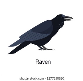 Raven isolated on white background. Intelligent synanthrope bird with black plumage. Beautiful cute wild avian species living in city. Modern vector illustration in trendy flat geometric style.