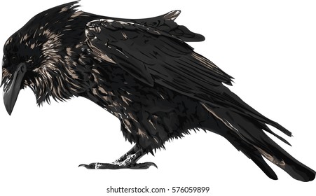 Raven Isolated on White  - High Detailed Vector Art.