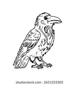Raven with a large beak, black and white ink sketch. Vector illustration. The mystical bird, the witch's familiar, is isolated on a white background. Themes of autumn, birds, crows and Halloween