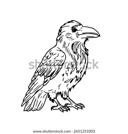 Raven with a large beak, black and white ink sketch. Vector illustration. The mystical bird, the witch's familiar, is isolated on a white background. Themes of autumn, birds, crows and Halloween