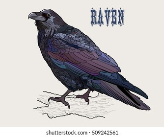 The raven on the branch of the old elm. Color sketch. Handmade drawing vector illustration. Vintage style