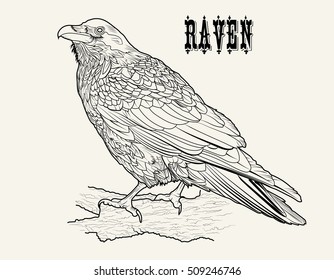 The raven on the branch of the old elm. Black and white sketch. Handmade drawing vector illustration. Vintage style