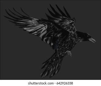 Download Raven Feather Stock Images, Royalty-Free Images & Vectors ...