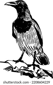 raven on a white background