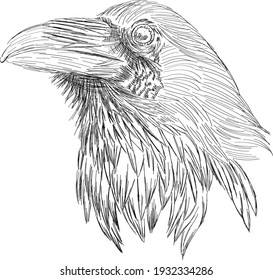 Raven portrait vector - original black and white portrait sketch of raven bird