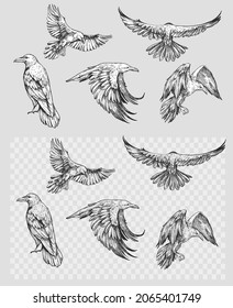 Raven. Set of hand drawn vector illustrations