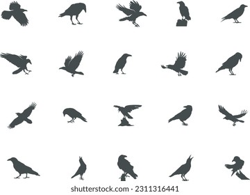 Raven silhouette, Crow silhouette, Crow and Raven silhouette, Crow vector illustration.