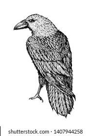 Raven sketch. Hand drawn vector illustration. Raven print. Bird sketch.