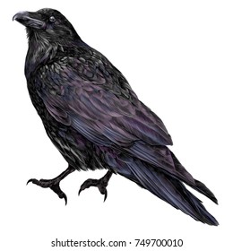 Raven sketch vector graphics color picture