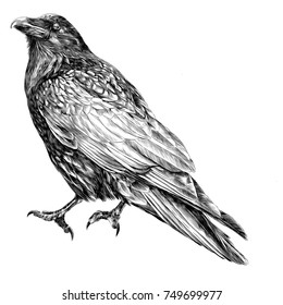 Raven Sketch Vector Graphics Monochrome Black-and-white Drawing