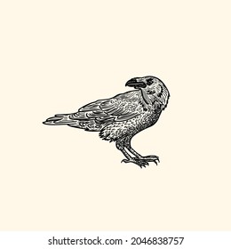 raven sketch vintage retro isolated