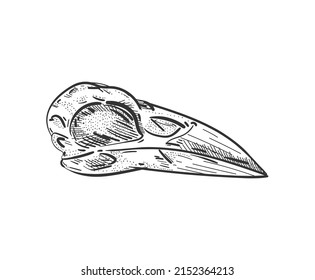 Raven Skull isolated. Raven head skeleton. Vector illustration