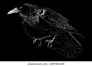 raven standing hand drawing vector isolated on black background.