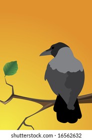 raven standing on a branch overlooking sunset sky
