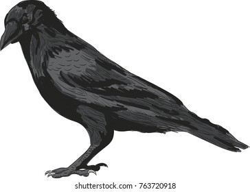 Raven vector drawing illustration