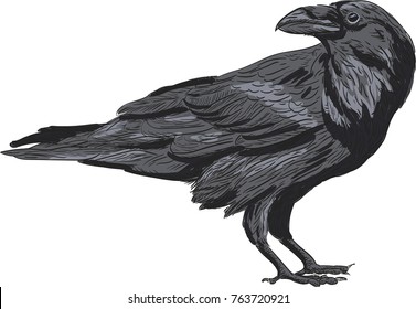 Raven vector drawing illustration