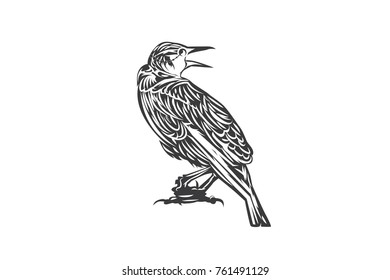 Raven vector illustration
