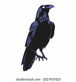 raven vector illustration, black horror crow