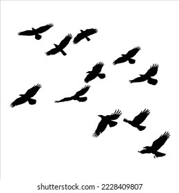 Raven vector illustration, silhouette of flying birds, isolated black outline of crows flock