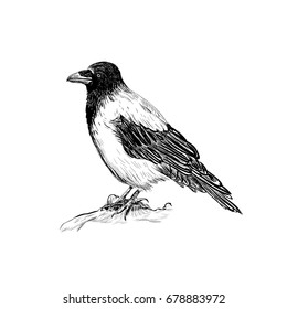Raven vector illustration skech. Hand sketching bird crows. Design concept crow