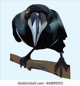 Raven_bird