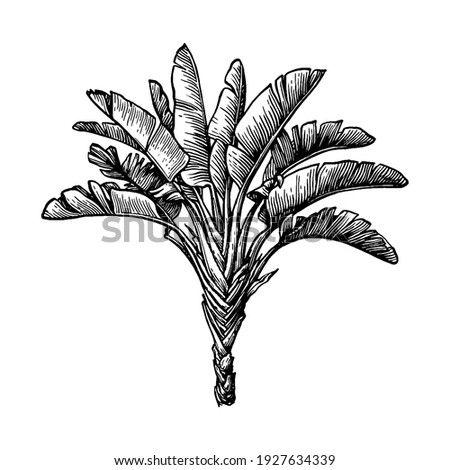 Ravenala. Hand drawn vector illustration of travellers tree. Ink sketch isolated on white background. Retro style.
